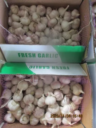 Purchase Fresh White Garlic