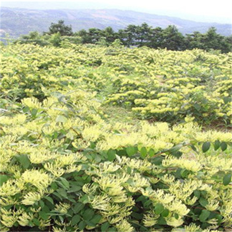 Honeysuckle