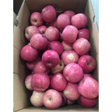 Fresh Chinese Fuji Apples