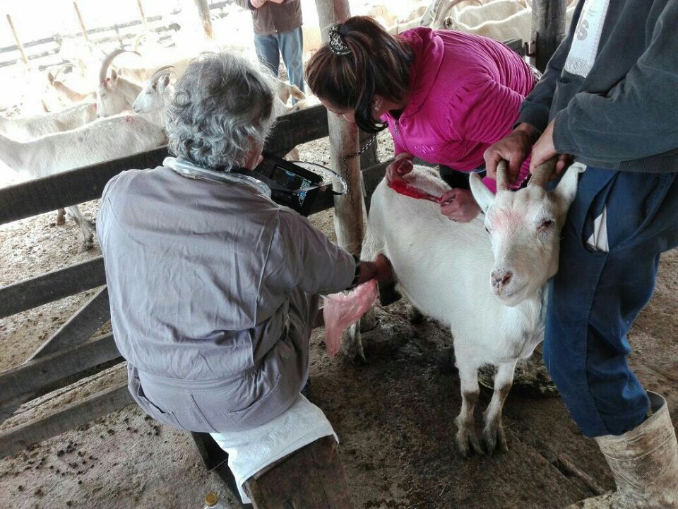 goat ultrasound machine