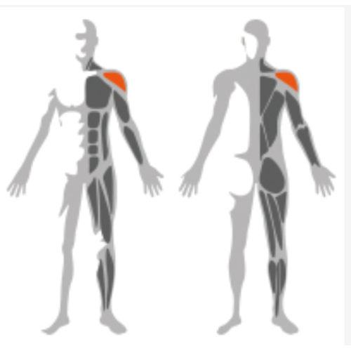 High quality strength machine gym exercise Lateral Raise