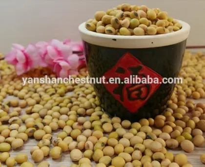 Organic Soybean with Nutritional value yellow soy beans