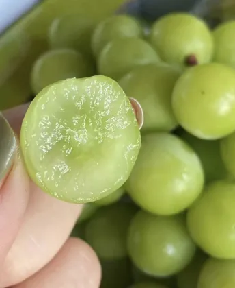 Premium Shine Muscat Grapes Fresh Harvested