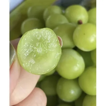 Masarap na Seedless Shine Muscat Grape Fresh