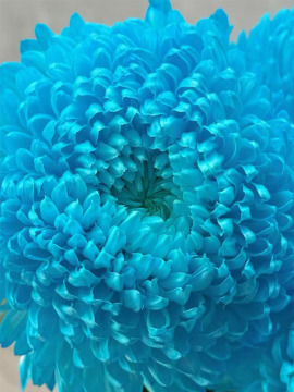 Light Blue Peony Chrysanthemum