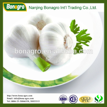 Garlic/Natural garlic price