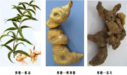 Top grade Polygonati Rhizoma Huang jing Sealwort Polygonatum
