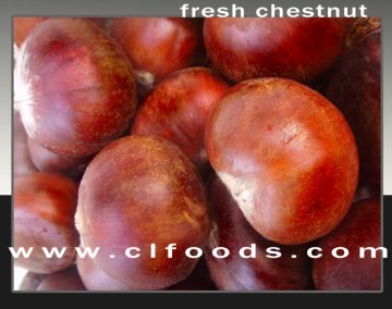 fresh chinese chestnut in shell