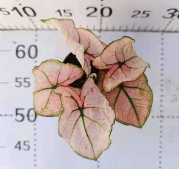 caladium hongmei with good price