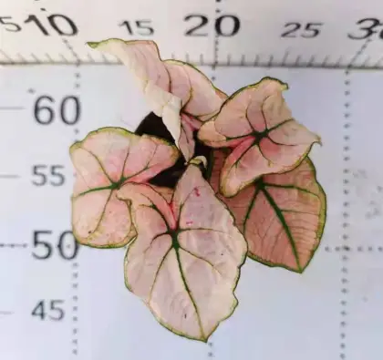 caladium hongmei with good price
