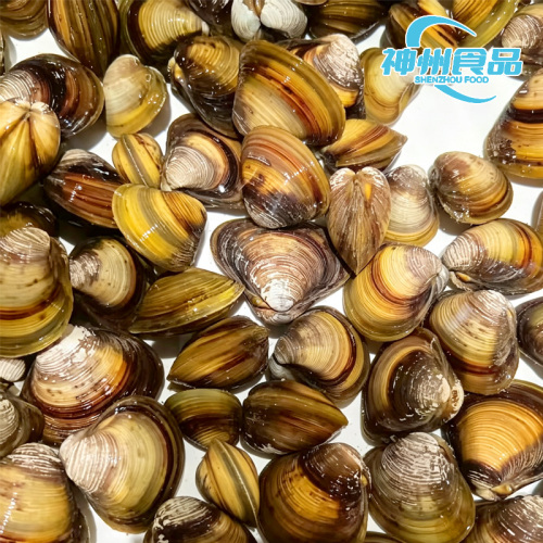 Vongole acquatiche sostenibili raccolte fresche