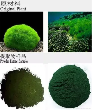 Healthy EU & USDA Chlorella, Chlorella powder, Chlorella