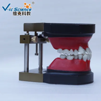 Dental Orthodontic Teeth Typodont model
