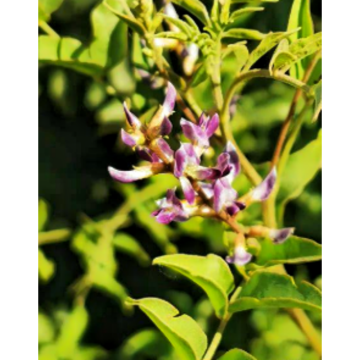 Cosmetic Raw Material 98% Glabridin Whitening Brightening Antioxidant Anti-Aging Licorice Root Extract