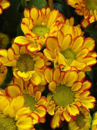 Roman Holiday spray chrysanthemum