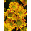 রোমান হলিডে স্প্রে chrysanthemum