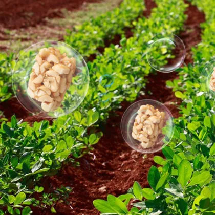 Trditional Chinese Snack Food Spiced Salt Peanut Crisps