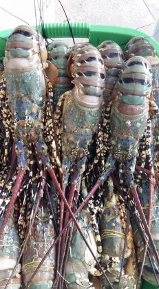 Norwegian red king crab,cook king crab legs