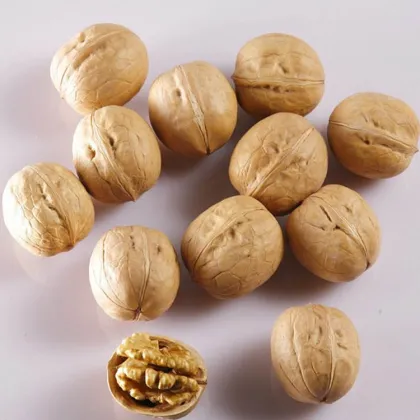 Shell walnuts on a natural walnut farm