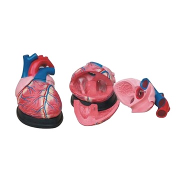 Darhmmy Jumbo PVC Science médicale Modèle d'enseignement du cœur humain