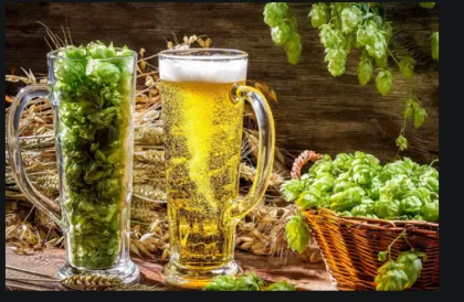 Hop extract hop flower extract hop extract powder