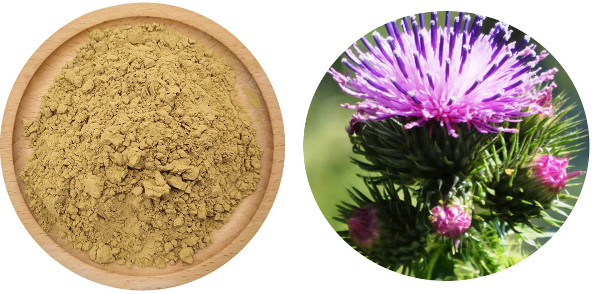 milk-thistle-extract