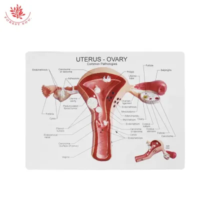 Life Size Female Uterus Anatomical Model for Teaching and Learning Resources