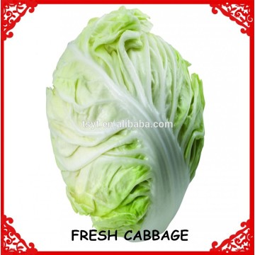 farm supply fresh cabbage