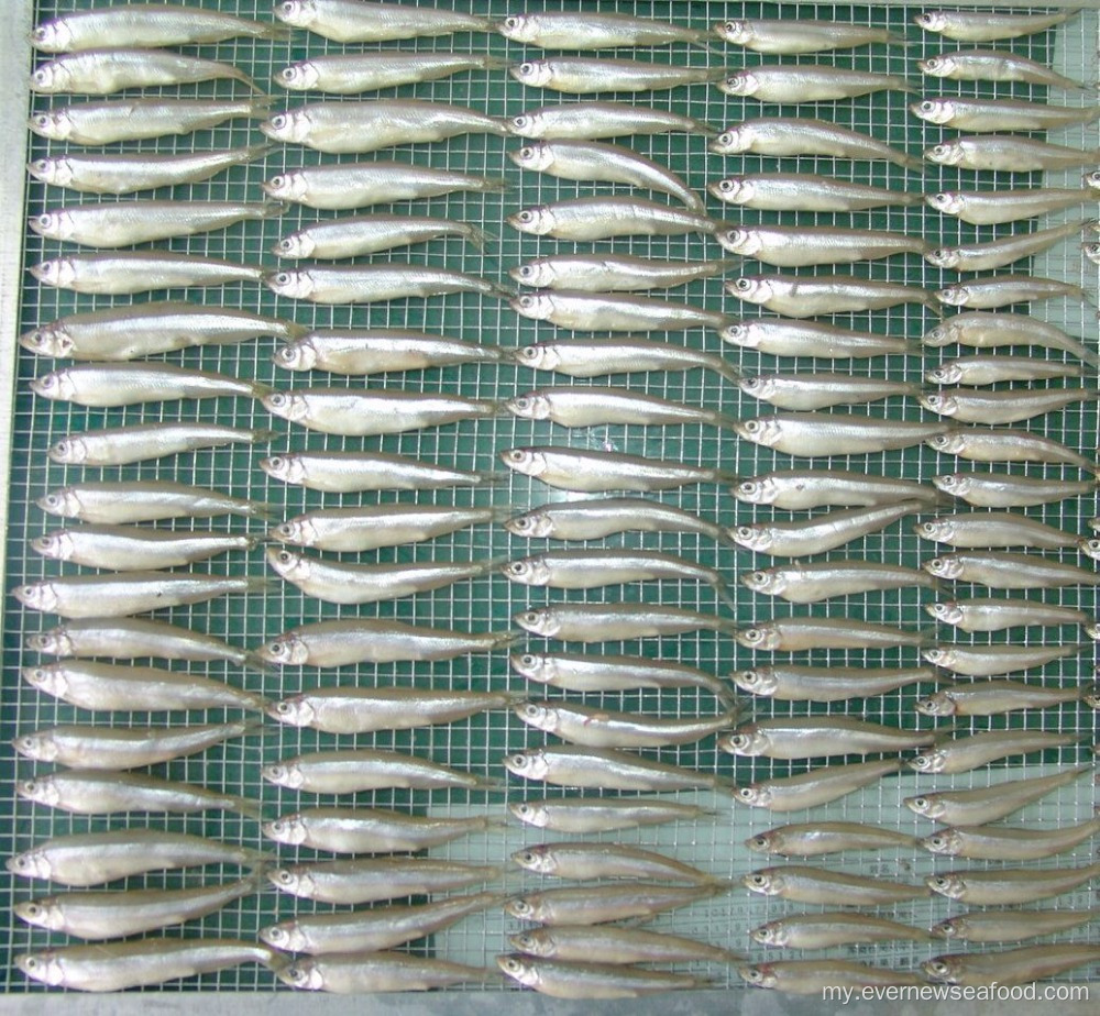 အေးခဲထားသော ပင်လယ်စာကန်သည် အနံ့ခံနေသည်။