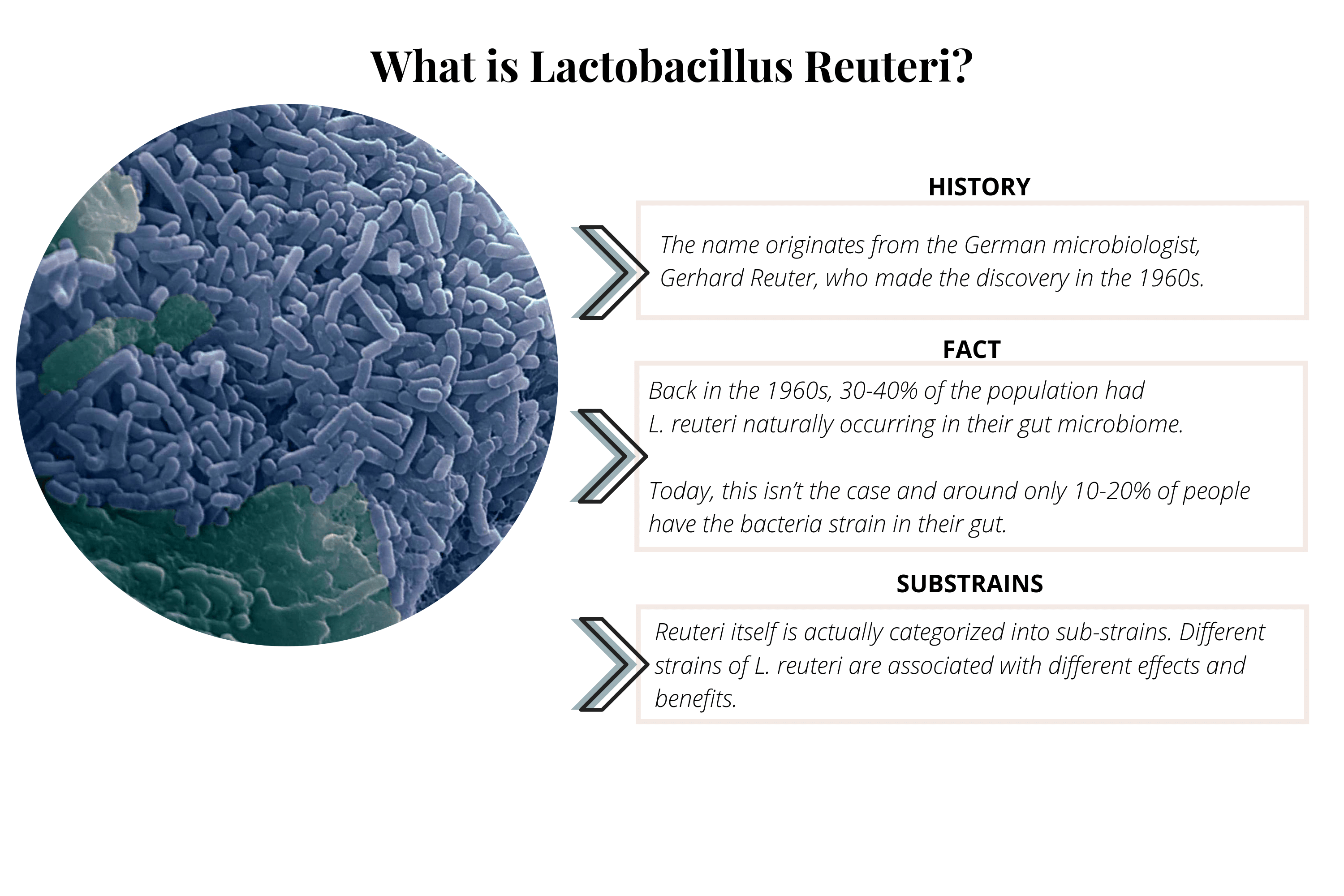 Lactobacillus Reuteri Benefits for Gut Health