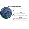 Lactobacillus Reuteri Benefits for Gut Health