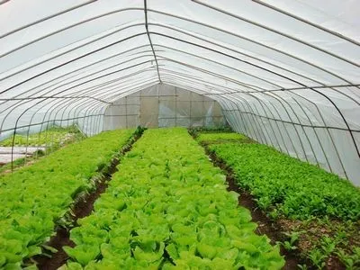HPO greenhouse film/greenhouse film/ agriculture greenhouse 3 layer film/different specification/function film