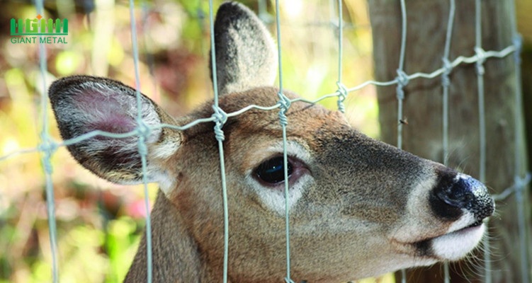 deer fence 03__1