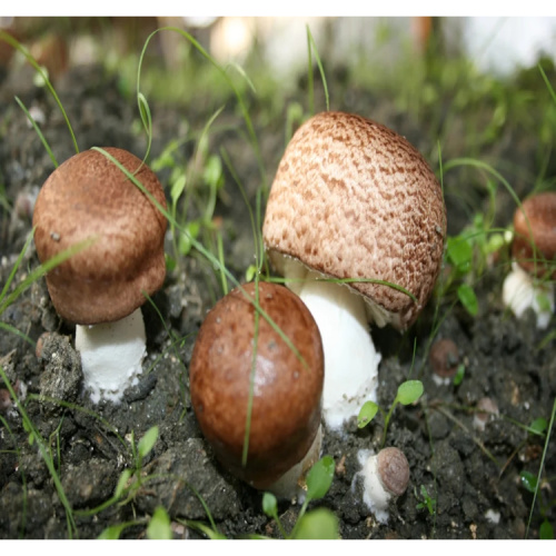 Edible Mushroom Extract Agaricus Blazei Murill Mushroom Extract Polysaccharides Supplier