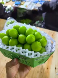 Fresh Seedless Shine Muscat Table Grapes