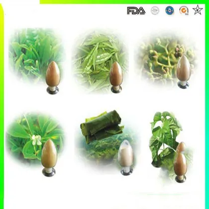 Supply Asiatic Plantain Herb Extract Powder 10:1