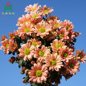 Salmon Multi-Color Spray Mums Flowers