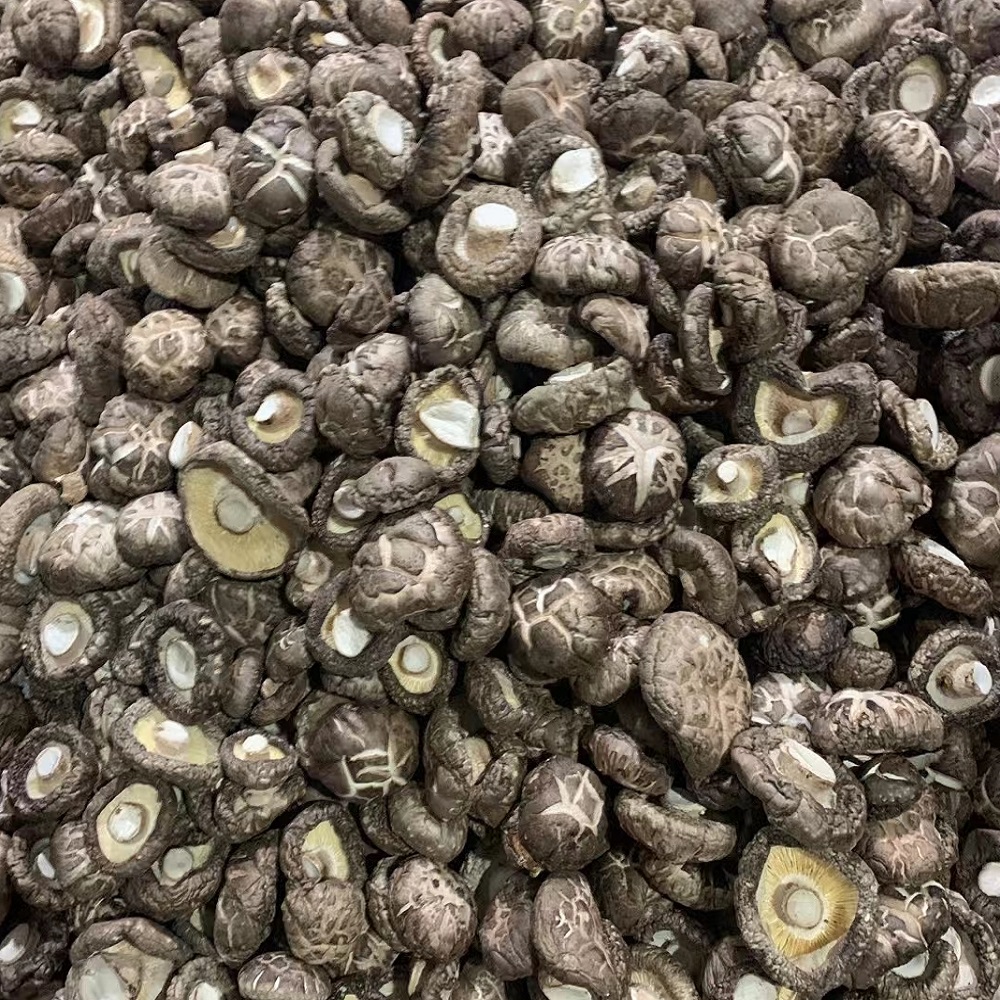 Cogumelos shiitake desidratados de qualidade