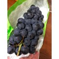 میوه سفره تازه انگور ابتدای فصل سیاه تابستانی