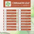 Top quality natural Cinnamon Oil with reasonable price