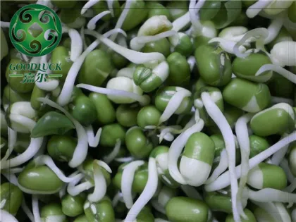 Green Mung Bean for germinating