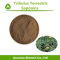 Tribulus Terrestris استخراج Saponins 90٪ مسحوق القيب القبيلة