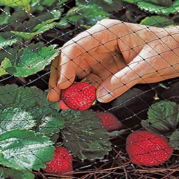 突き出されたプラスチックメッシュ農業庭の網