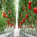Trellis Ligne Tomates Conseils Soutenir Les Concombres Tomates