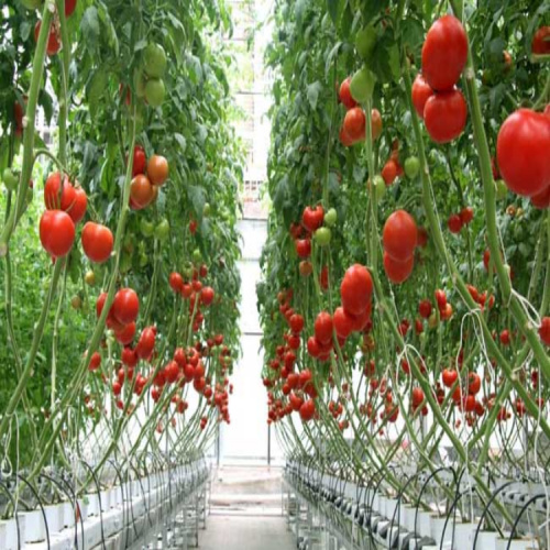 Extremidades de la línea del enrejado del tomate que apoyan los pepinos Tomates