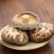Chinese Traditional Tea Flower Shiitake Mushroom For Meat Broth