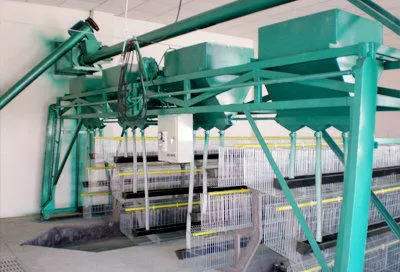 Chicken raising equipment automatic for Broiler  