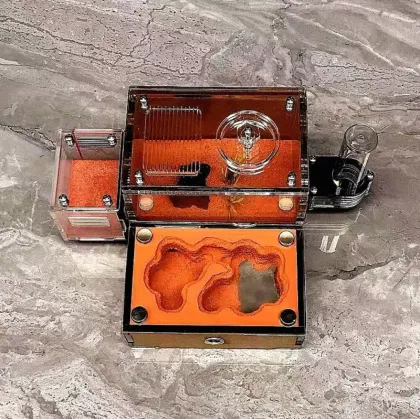 Ant Breeding Formicarium for School Science Popularization