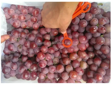 Dunhuang fresh red globe grapes high quality red globe grape strong quality red grapes for sale