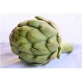 Artichoke leaf supplement cynarin artichoke extract